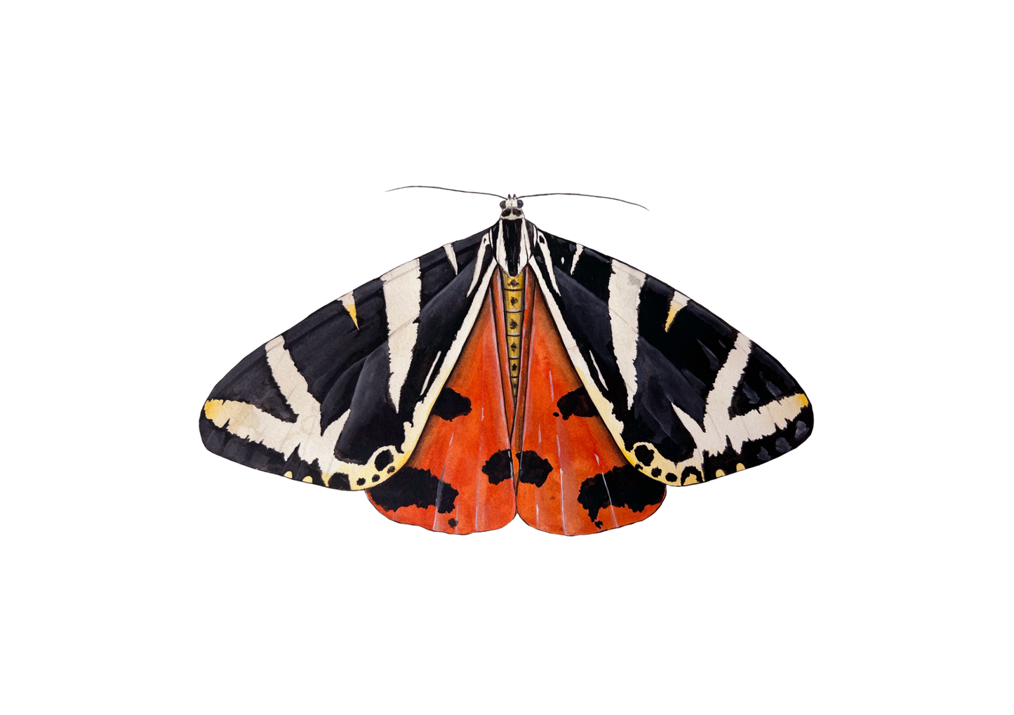 Jersey Tiger Moth
