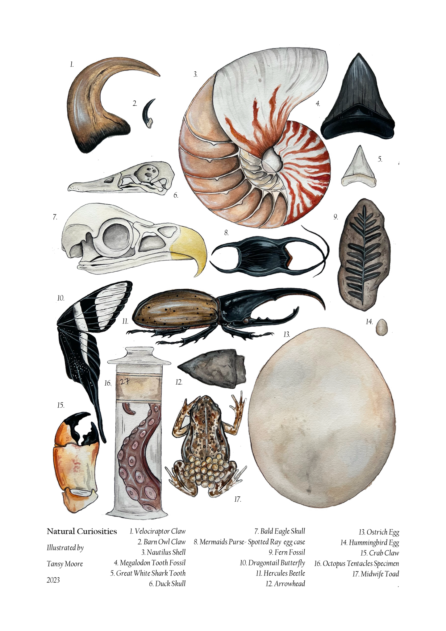 Natural Curiosities Print