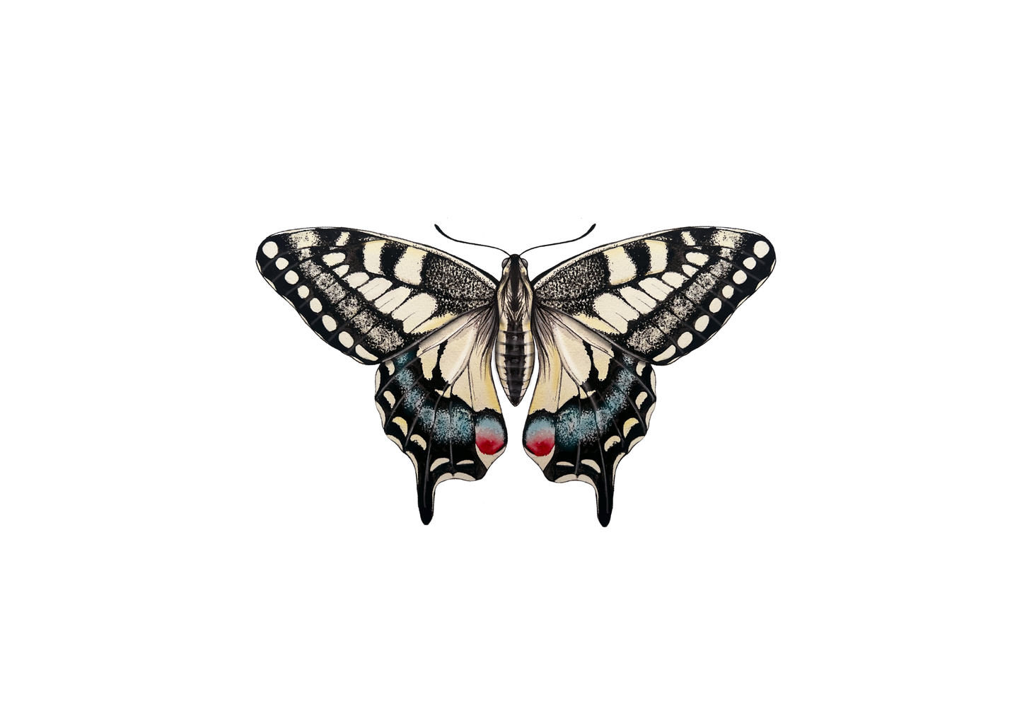 British Swallowtail