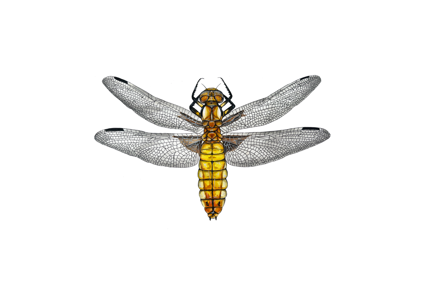 Broad Bodied Chaser Dragonfly