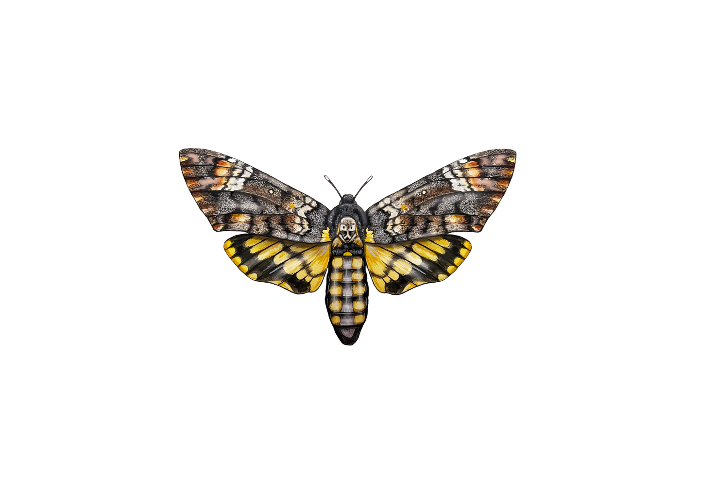 Deaths-head Hawk Moth Print