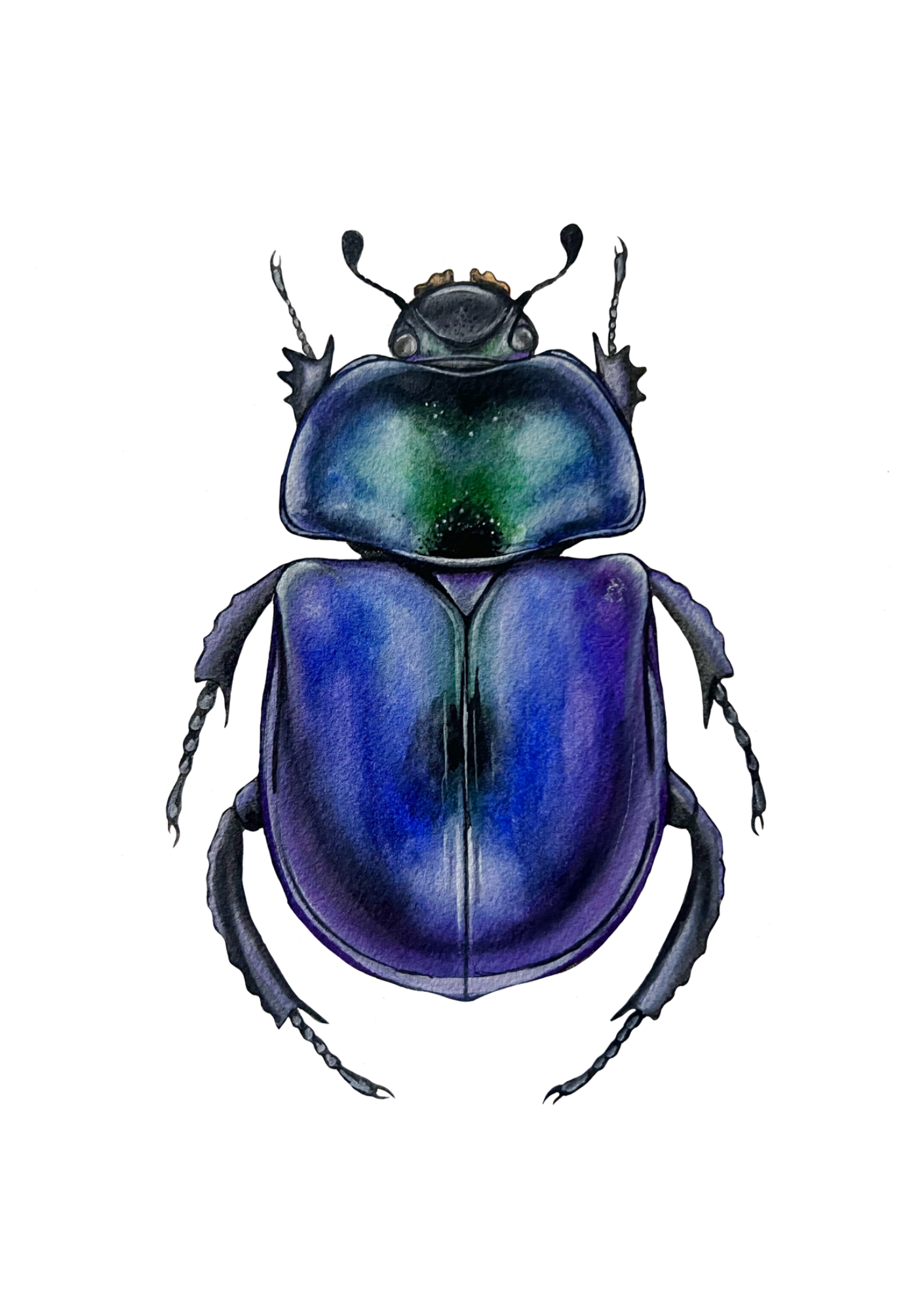 Dor Beetle