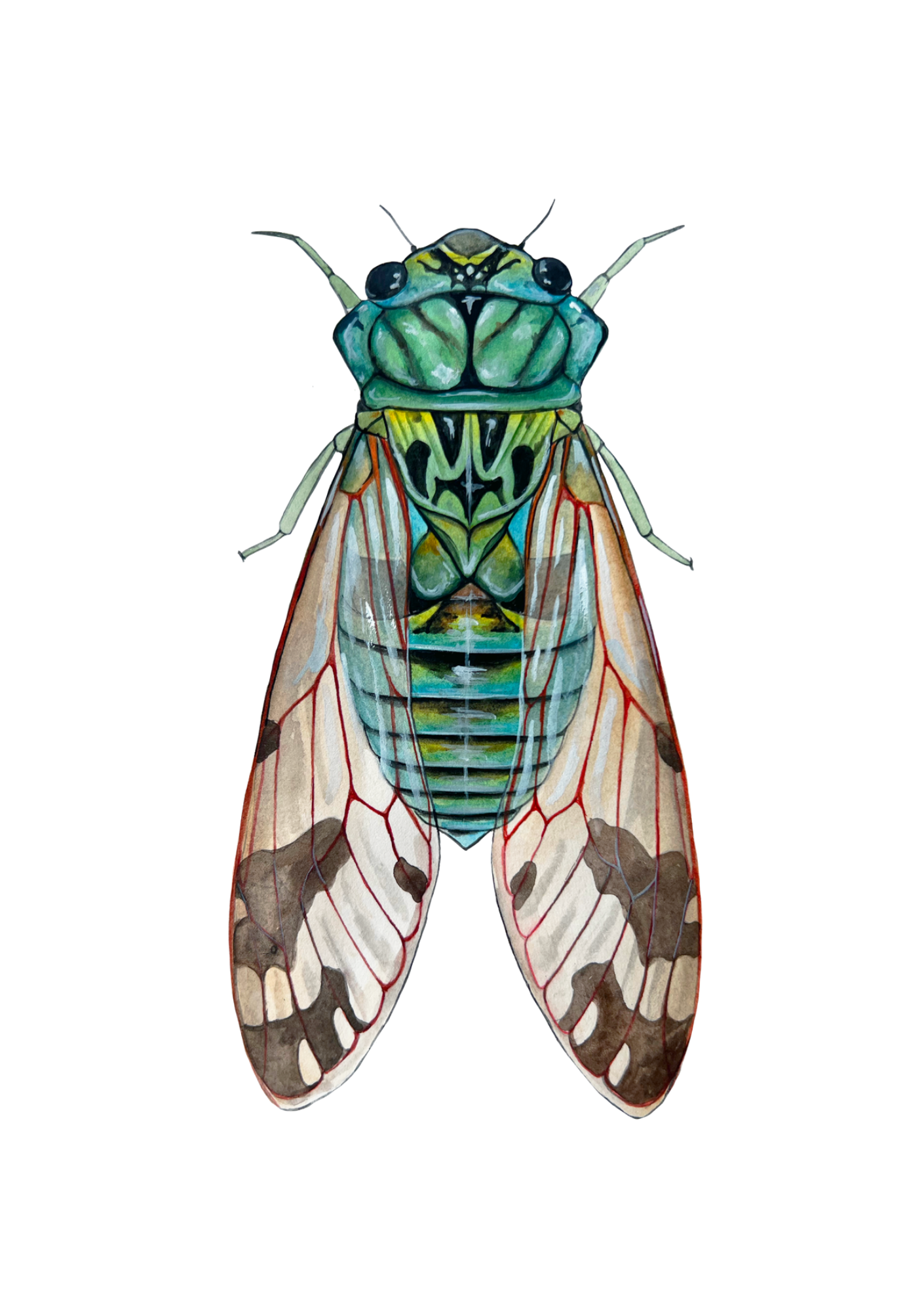 Emerald Cicada