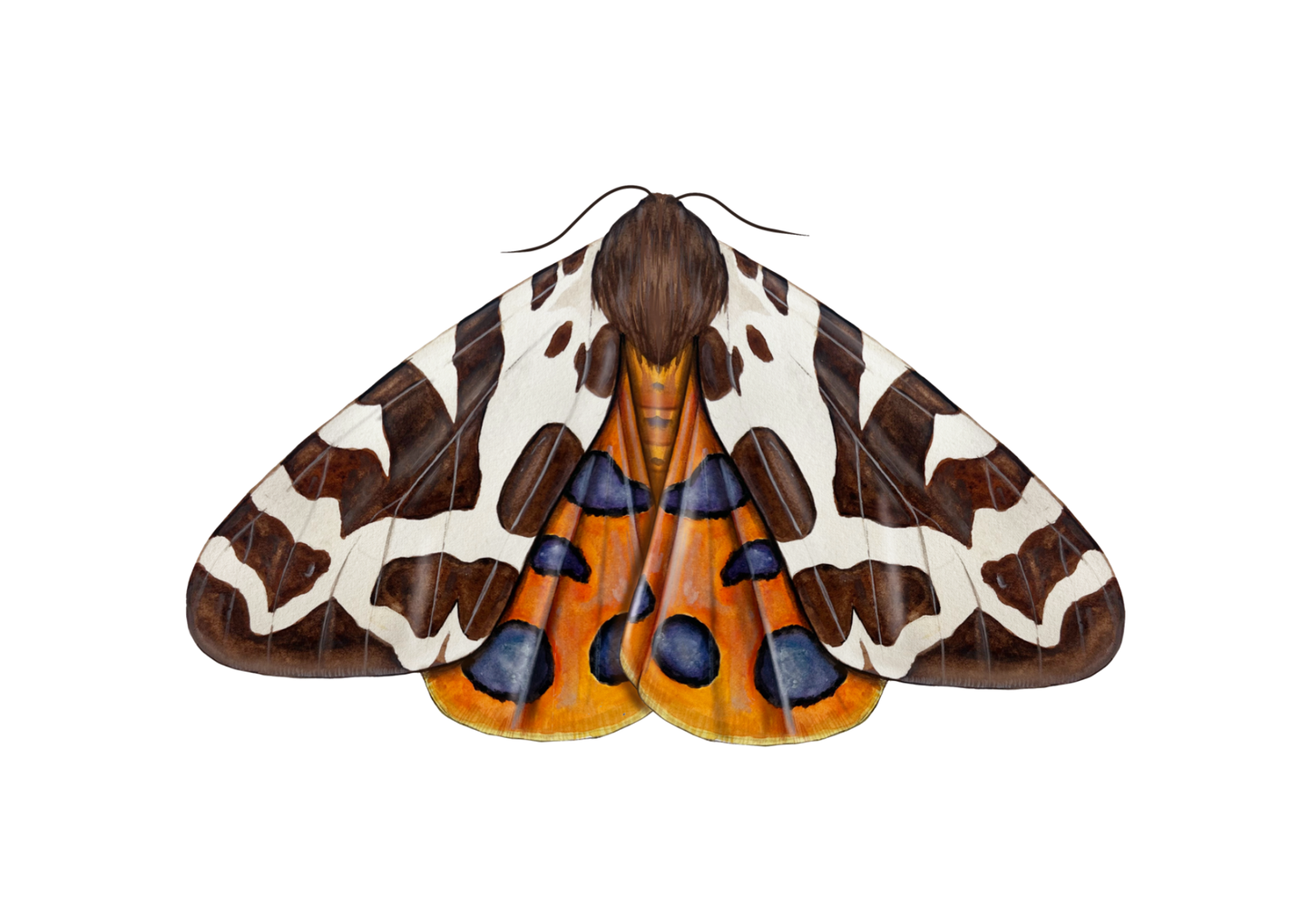 Garden Tiger Moth Print