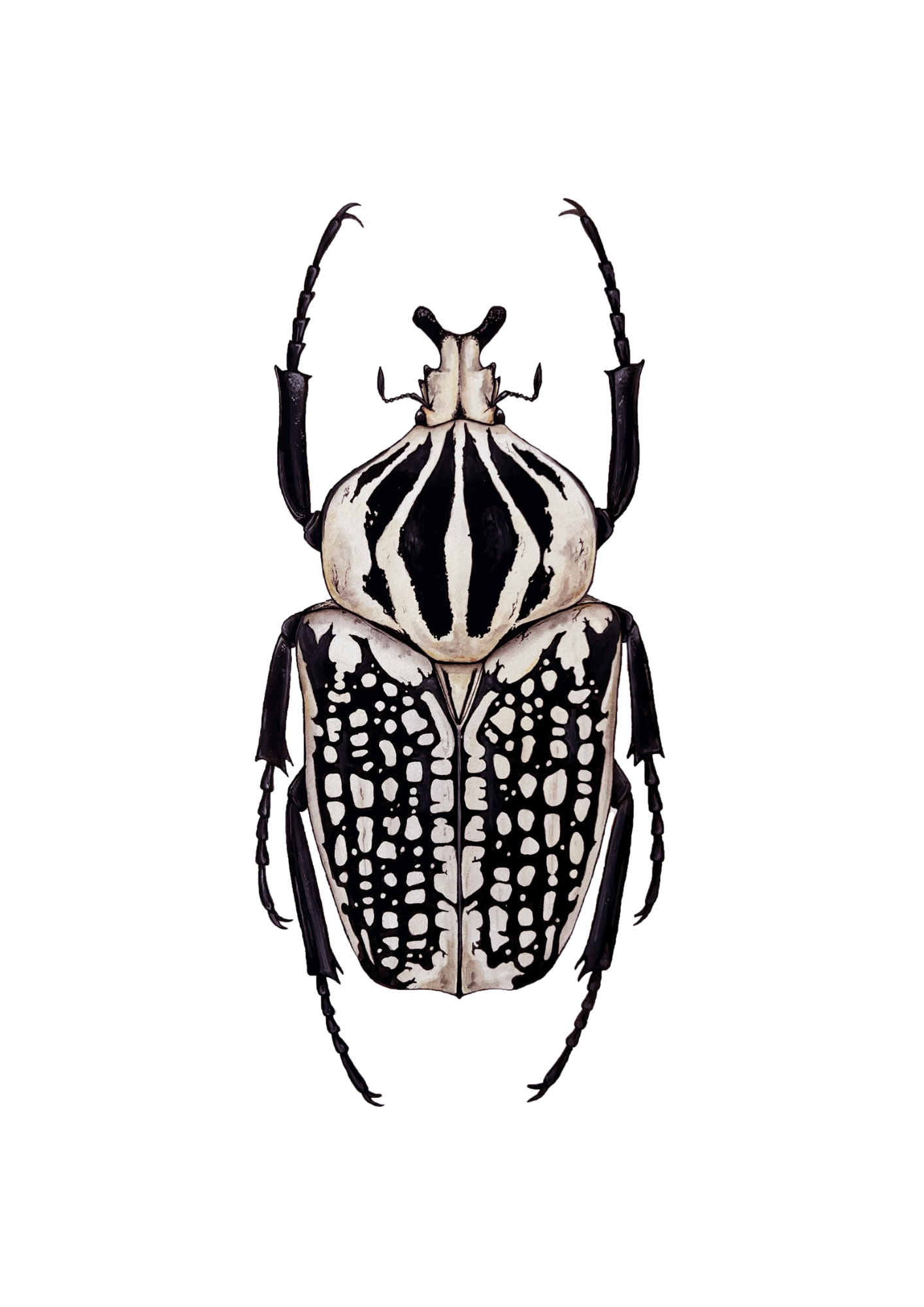 Goliath orientalis Print