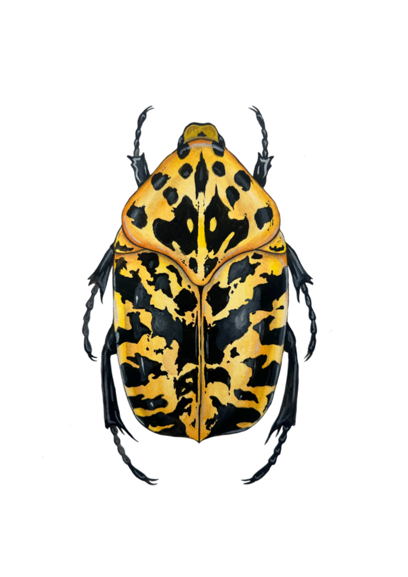 Gymnetis pantherina
