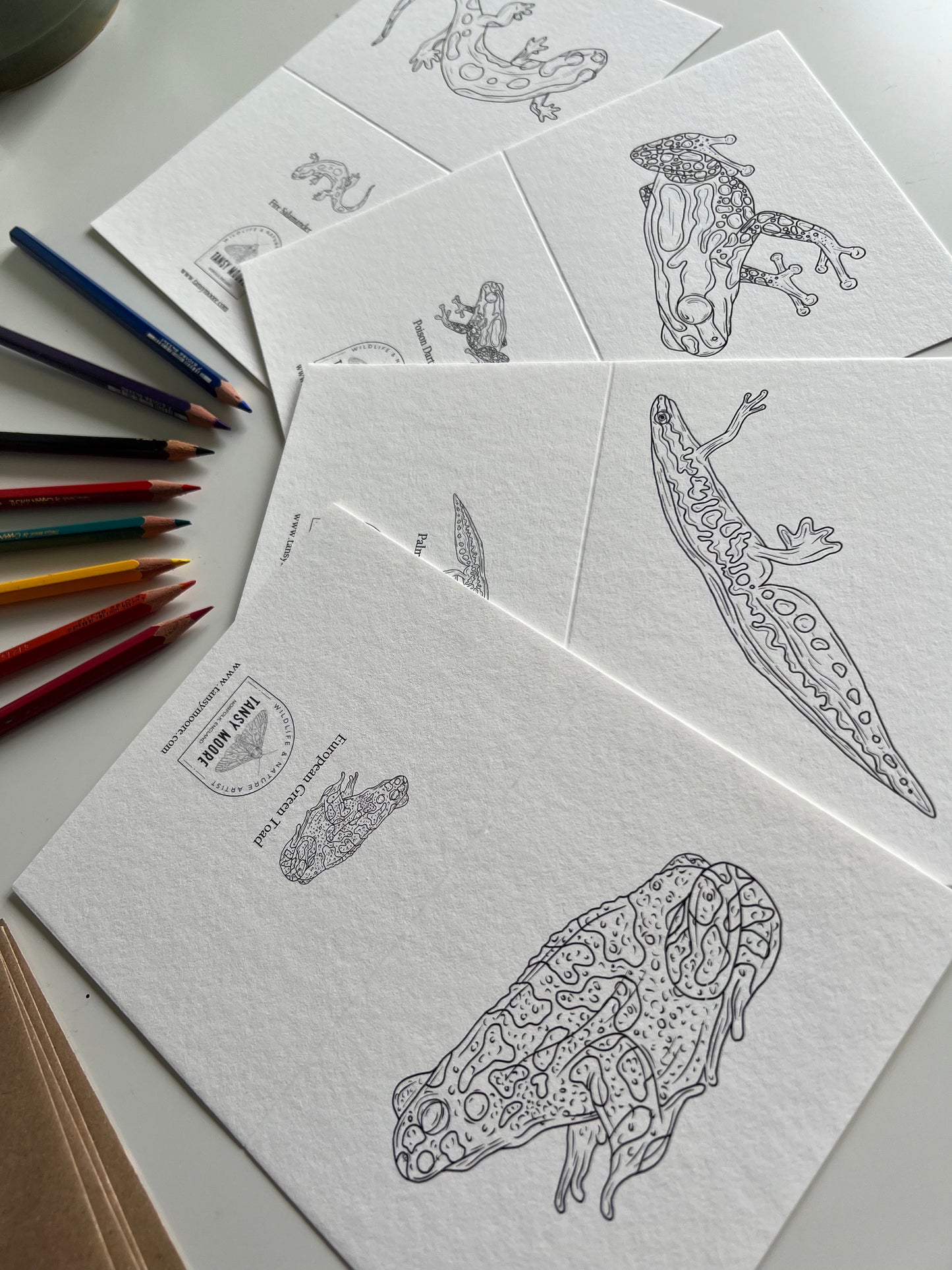Amphibian Colouring in Card Set