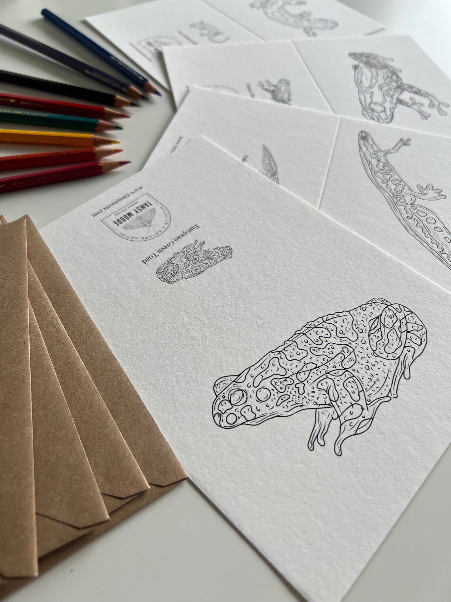 Amphibian Colouring in Card Set