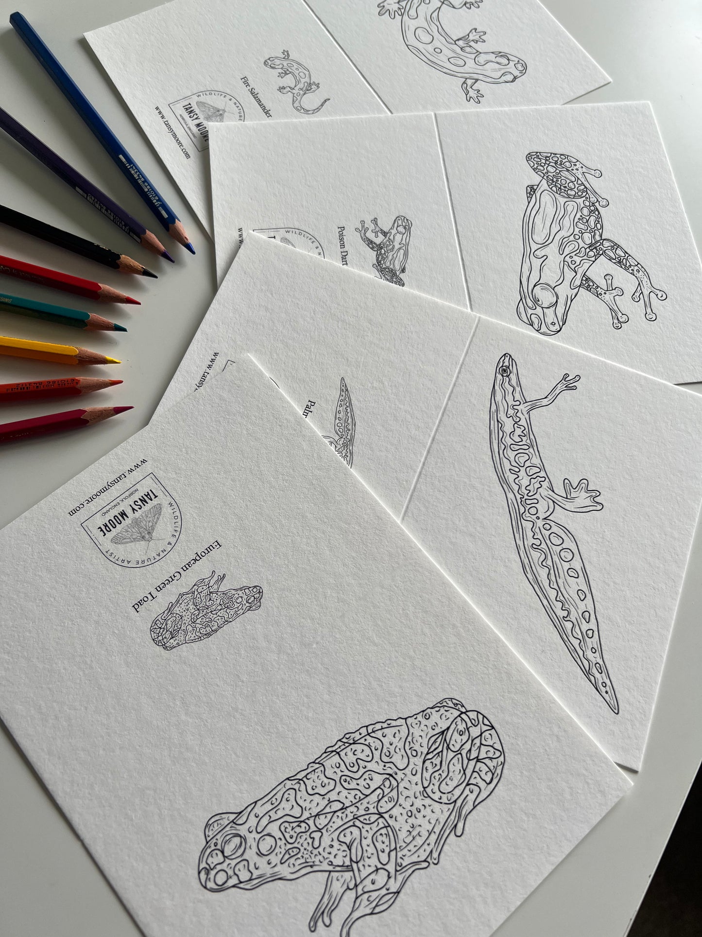 Amphibian Colouring in Card Set