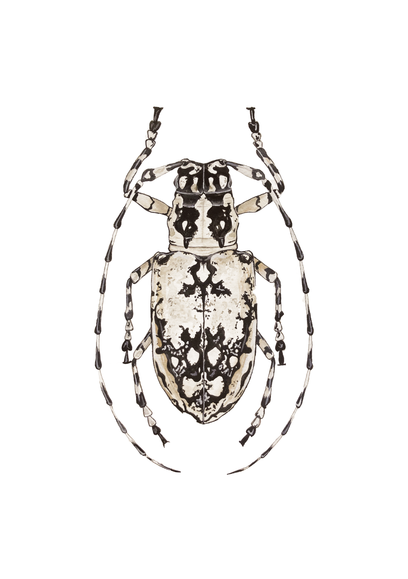 Longhorn Beetle