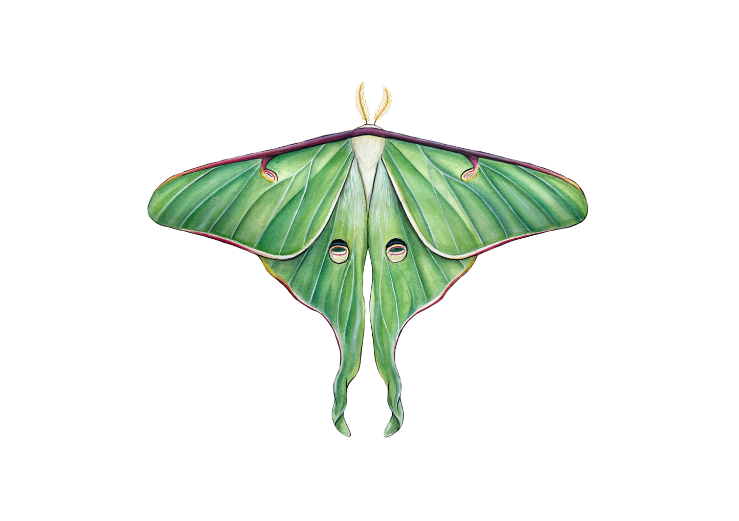 Luna Moth