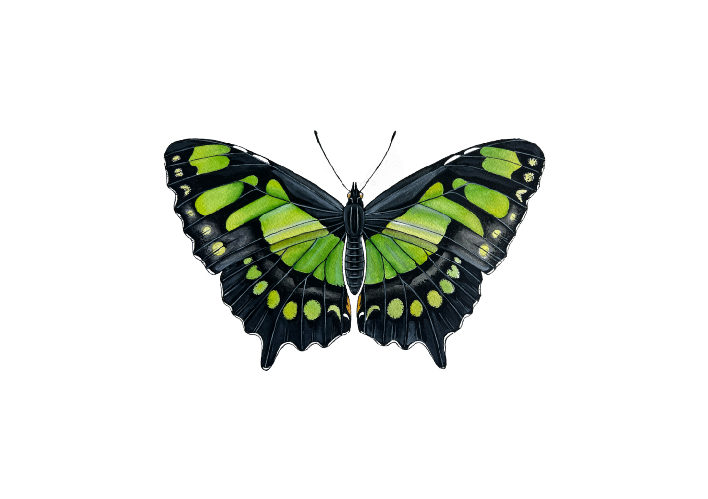 Malachite Butterfly