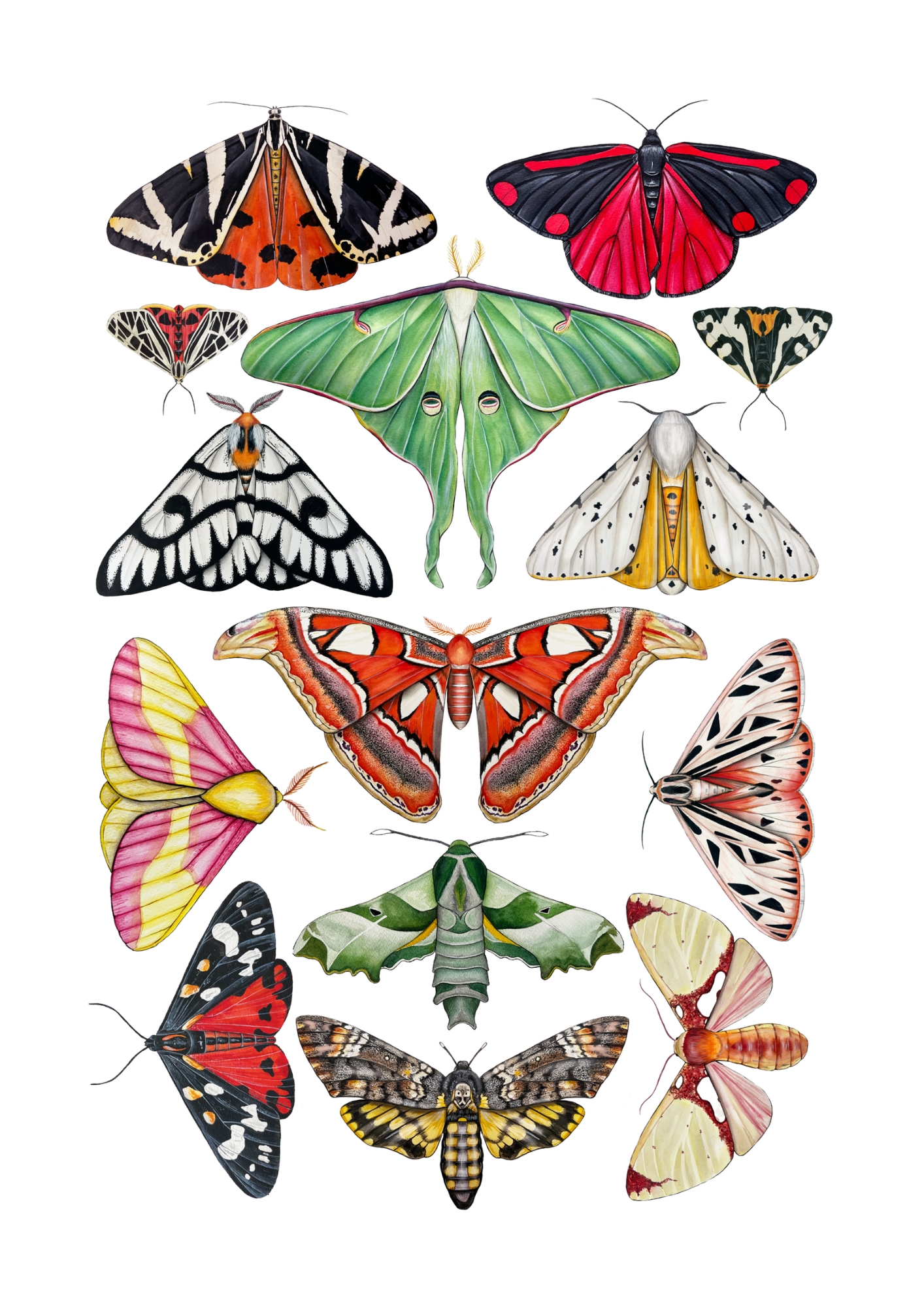 Moths Print