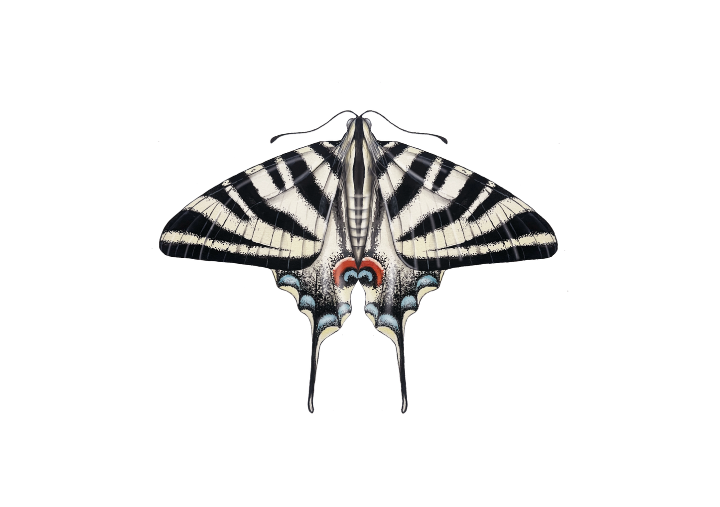 Scarce Swallowtail