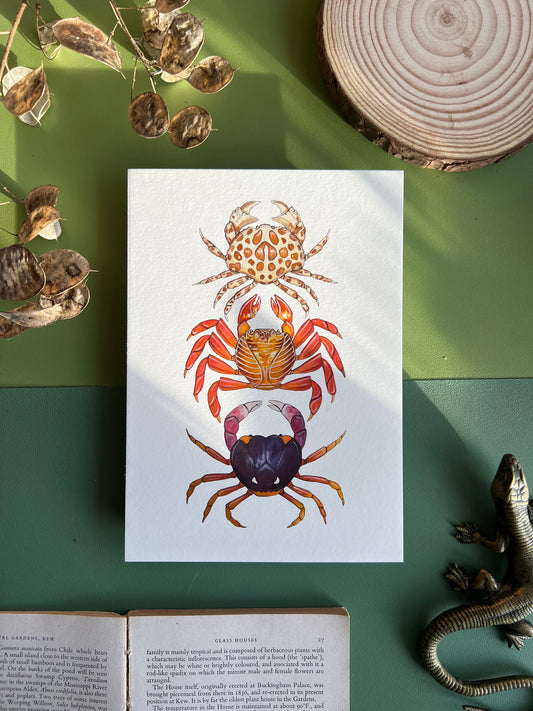 Crabs Print, Marine life