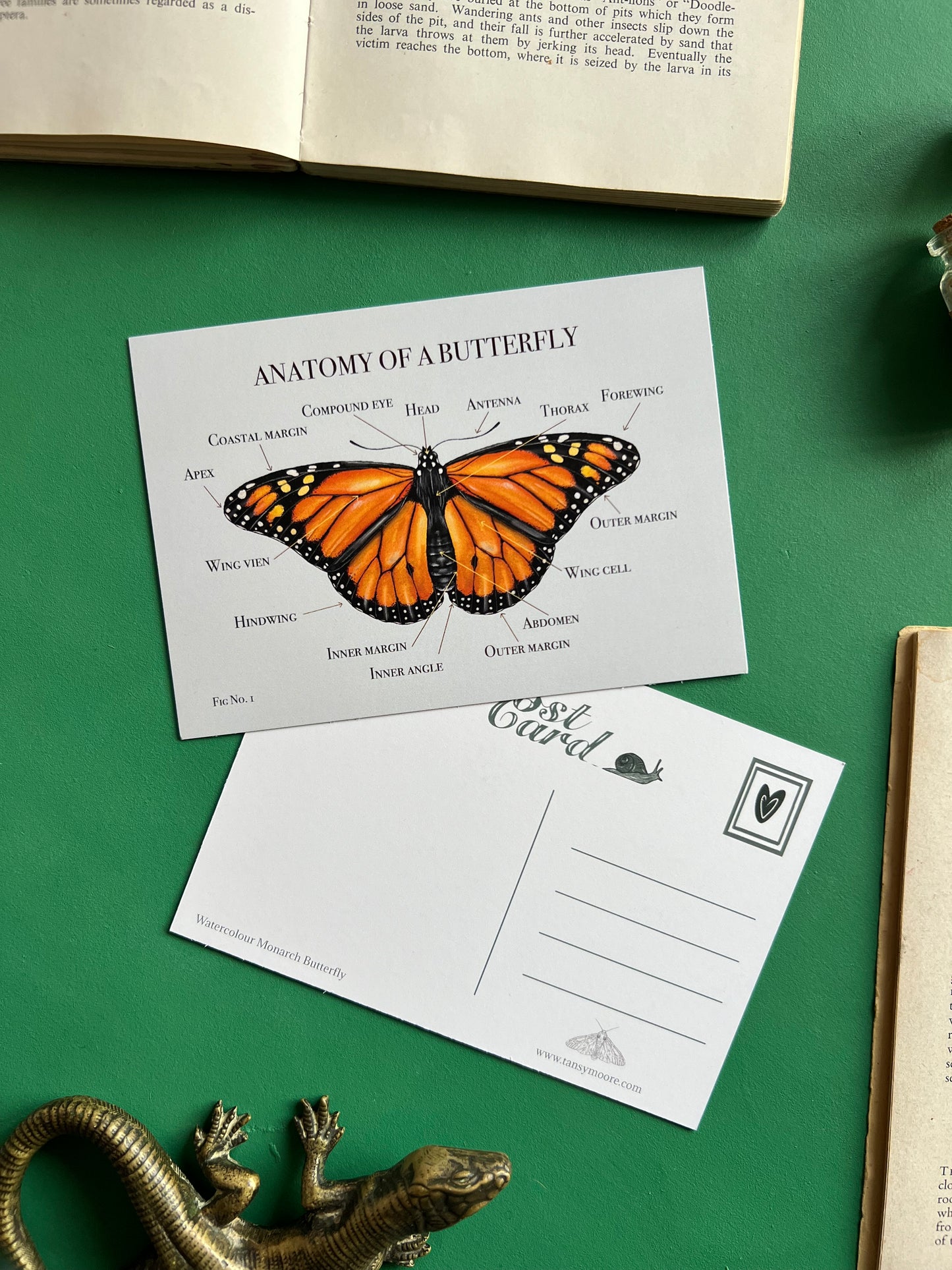 Monarch Butterfly Anatomy