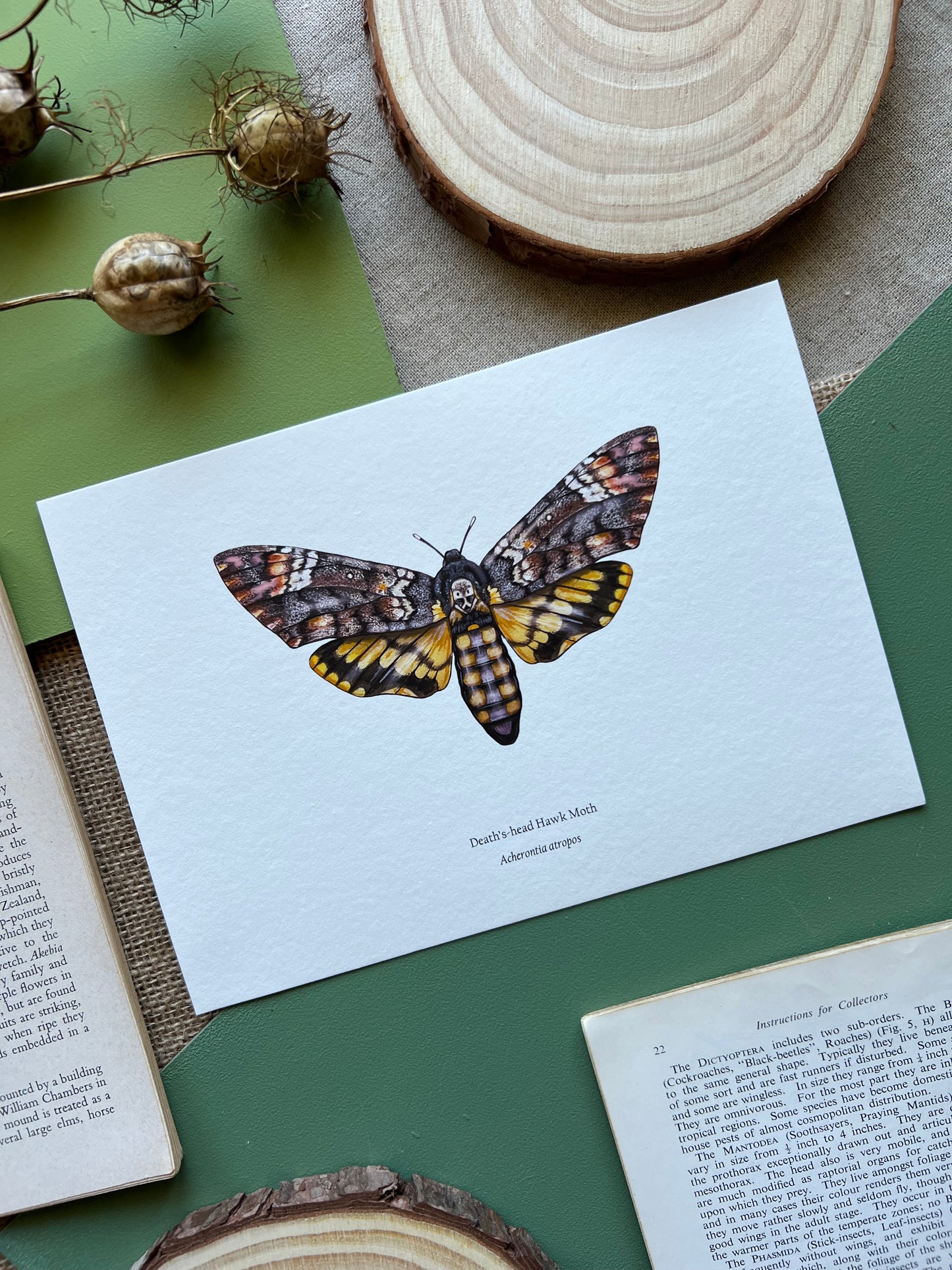 Deaths-head Hawk Moth Print