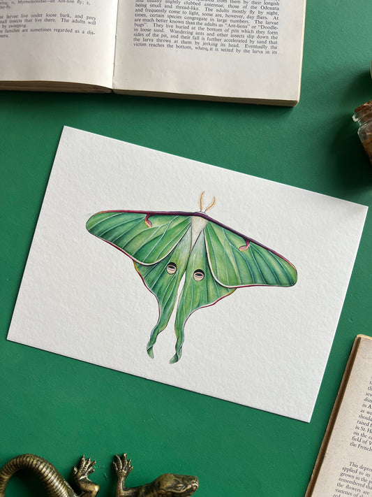 Luna Moth
