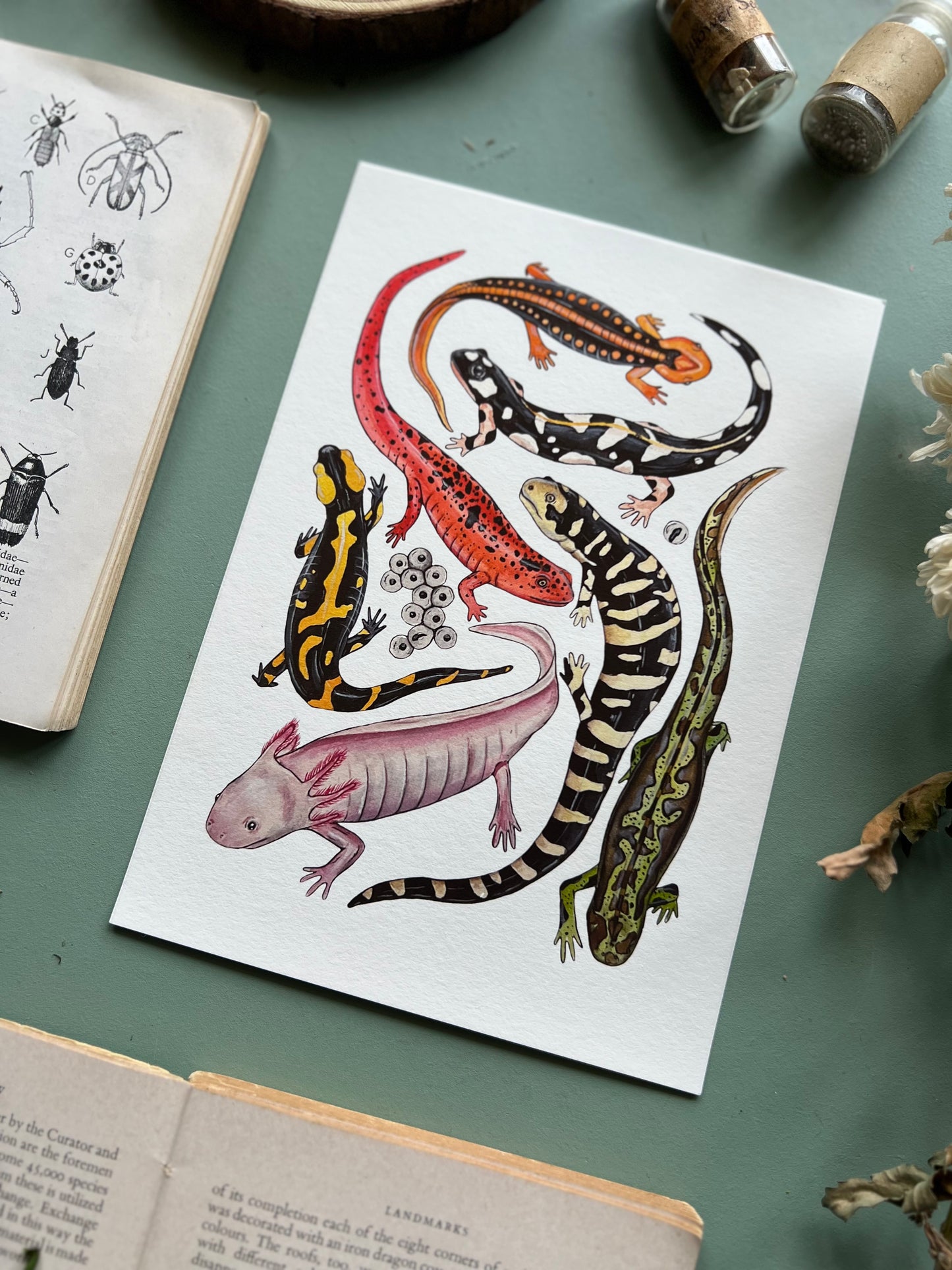 Salamanders Print