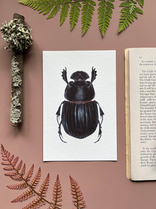 Horned Dung Beetle