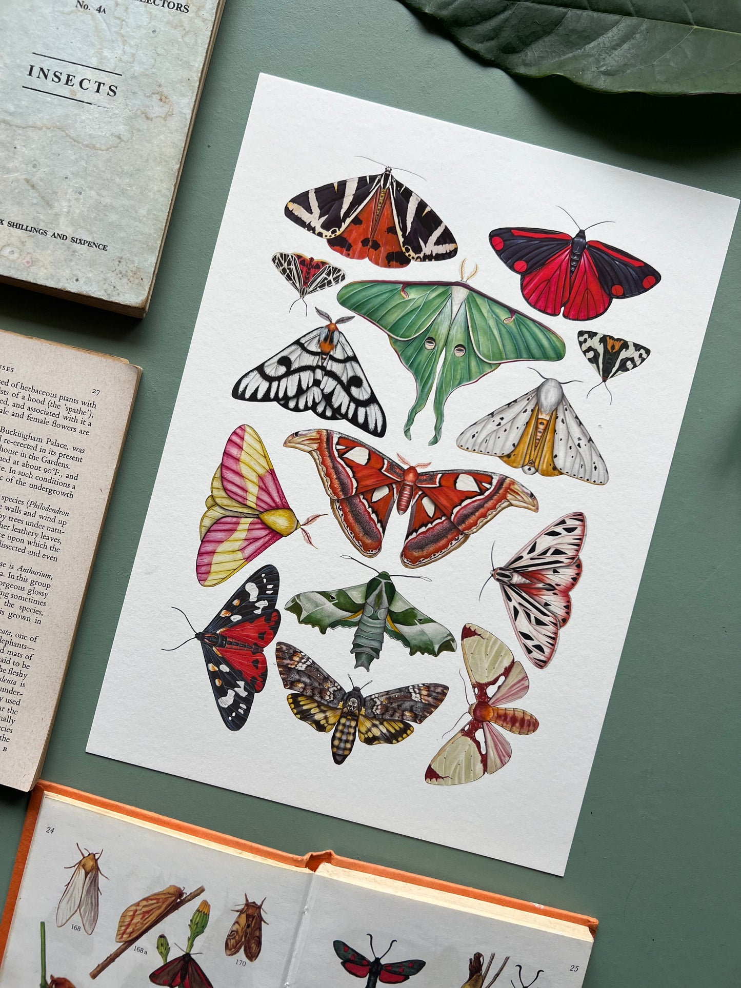 Moths Print