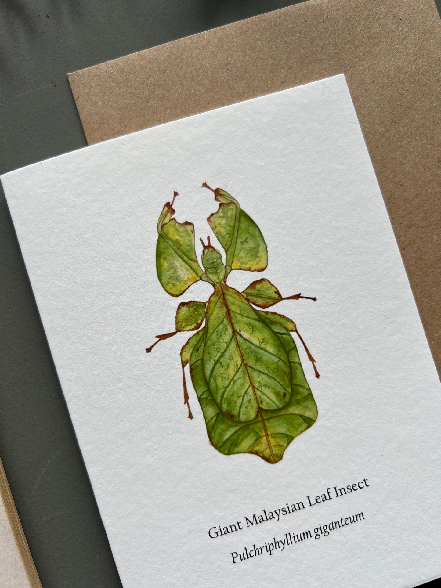 Leaf Insect Card