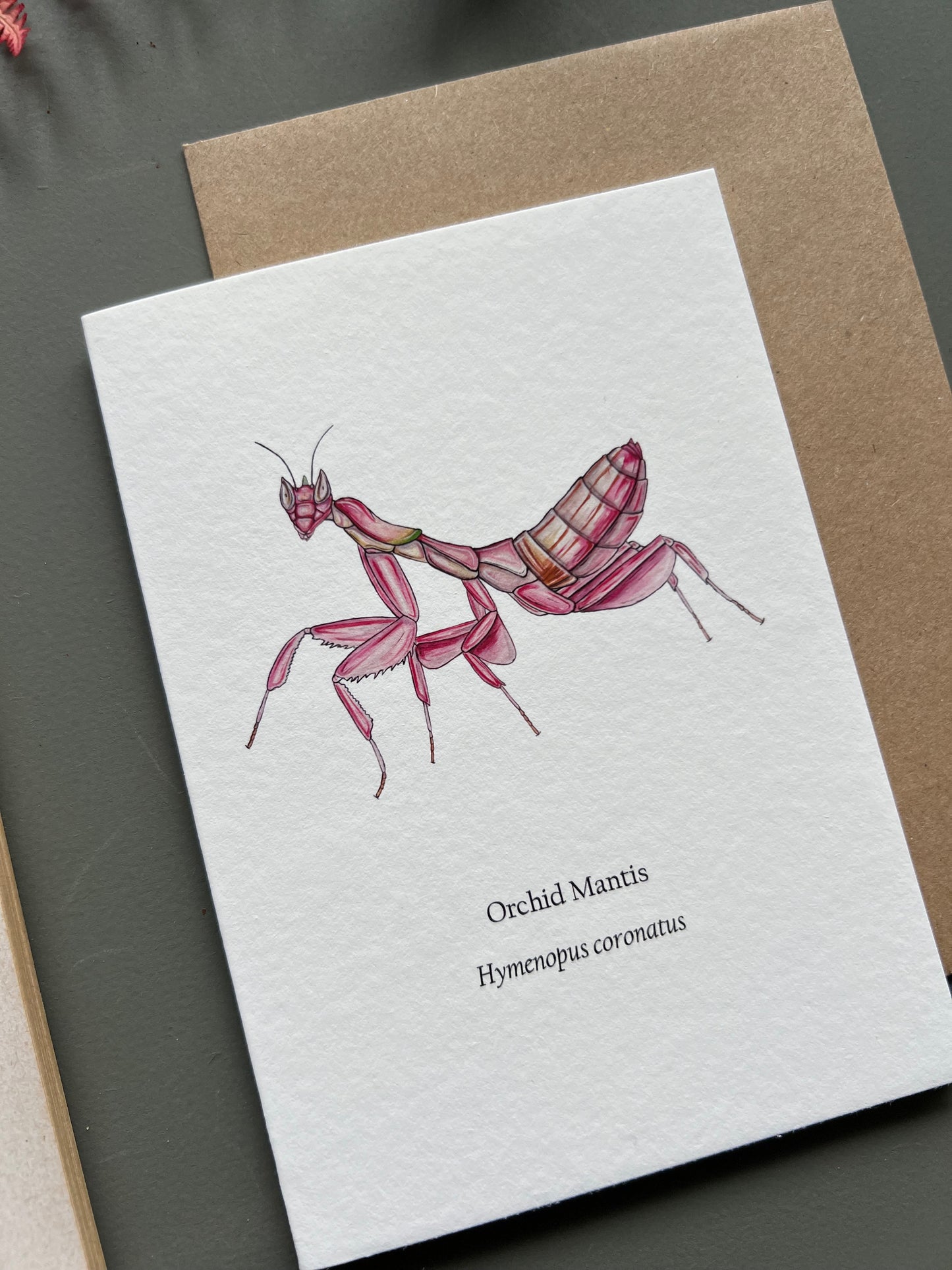 Orchid Mantis Card