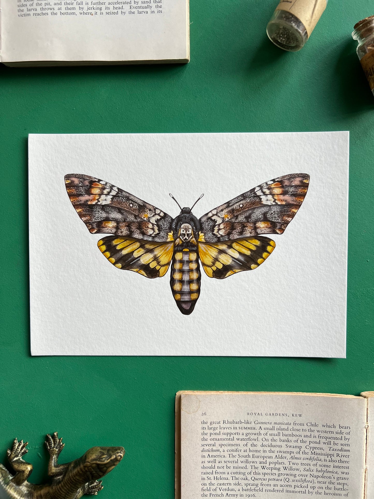 Deaths-head Hawk Moth Print
