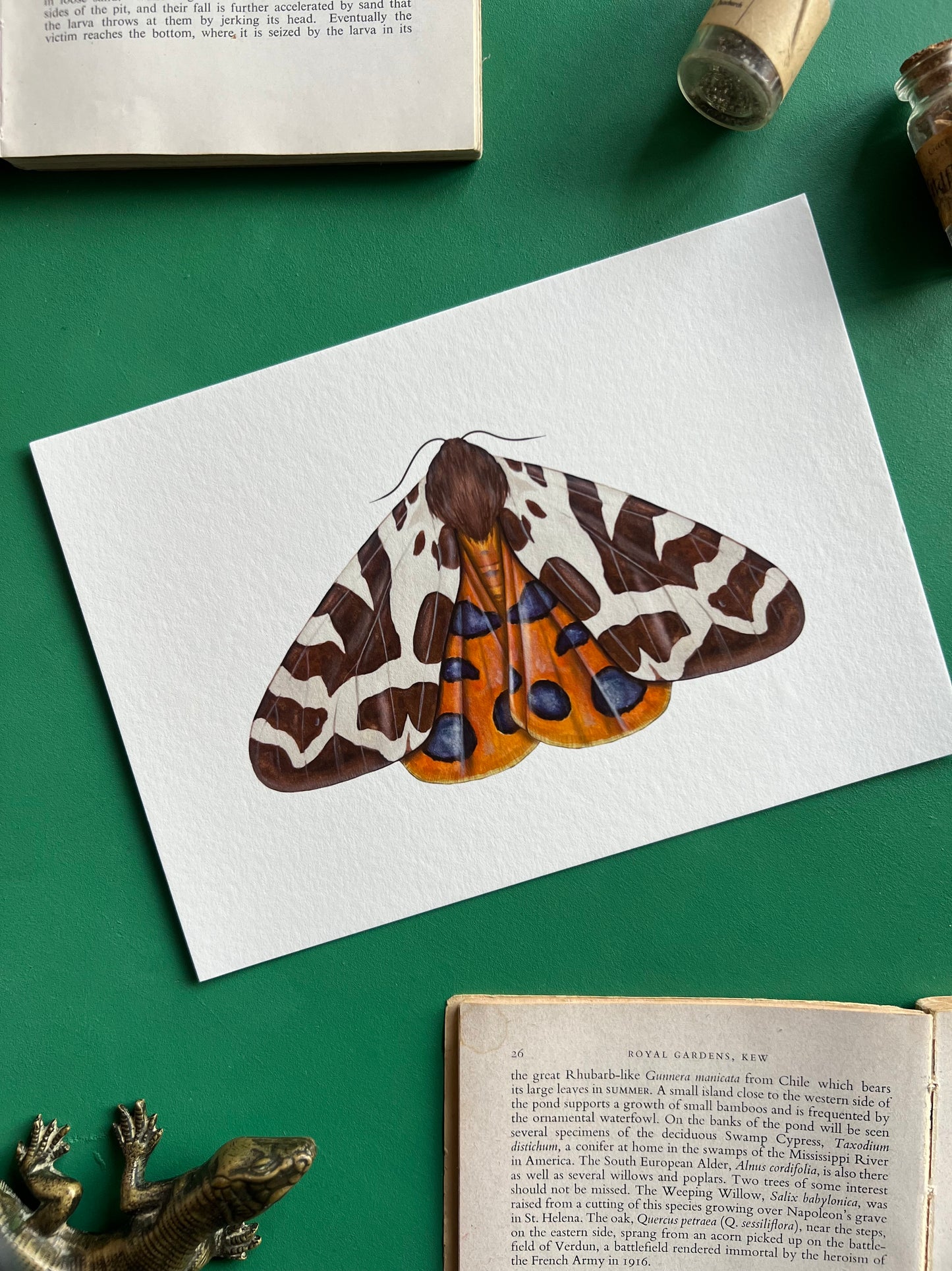 Garden Tiger Moth Print