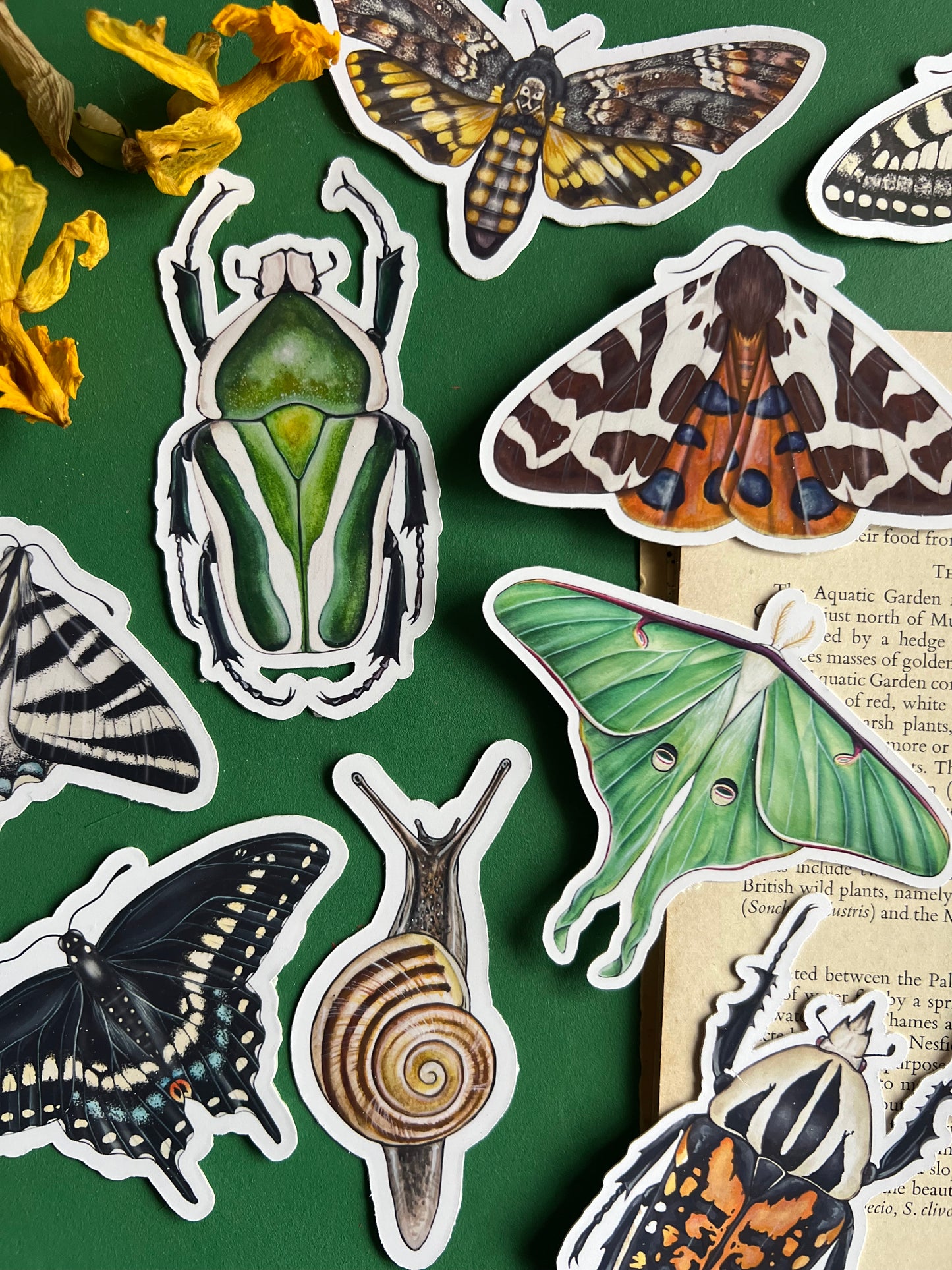 Derby’s Flower Beetle Sticker