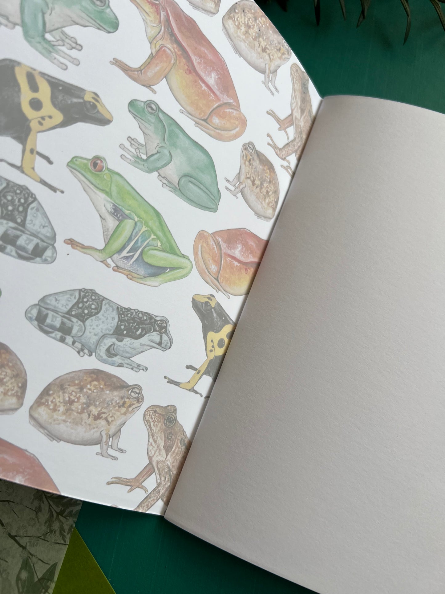 Frog Notebook