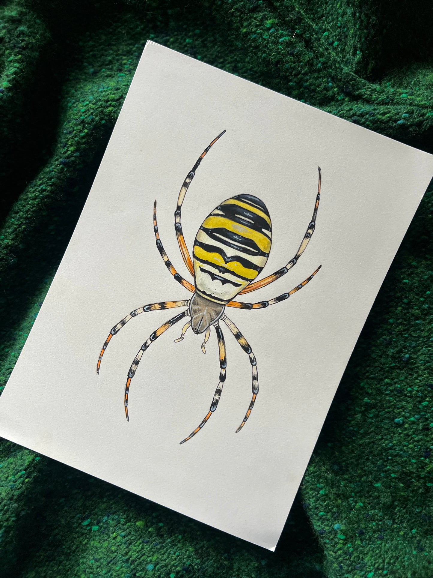 Wasp Spider