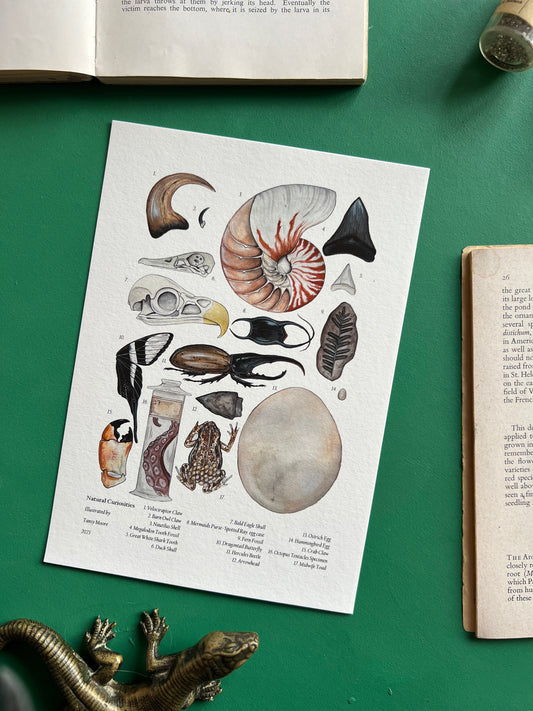 Natural Curiosities Print