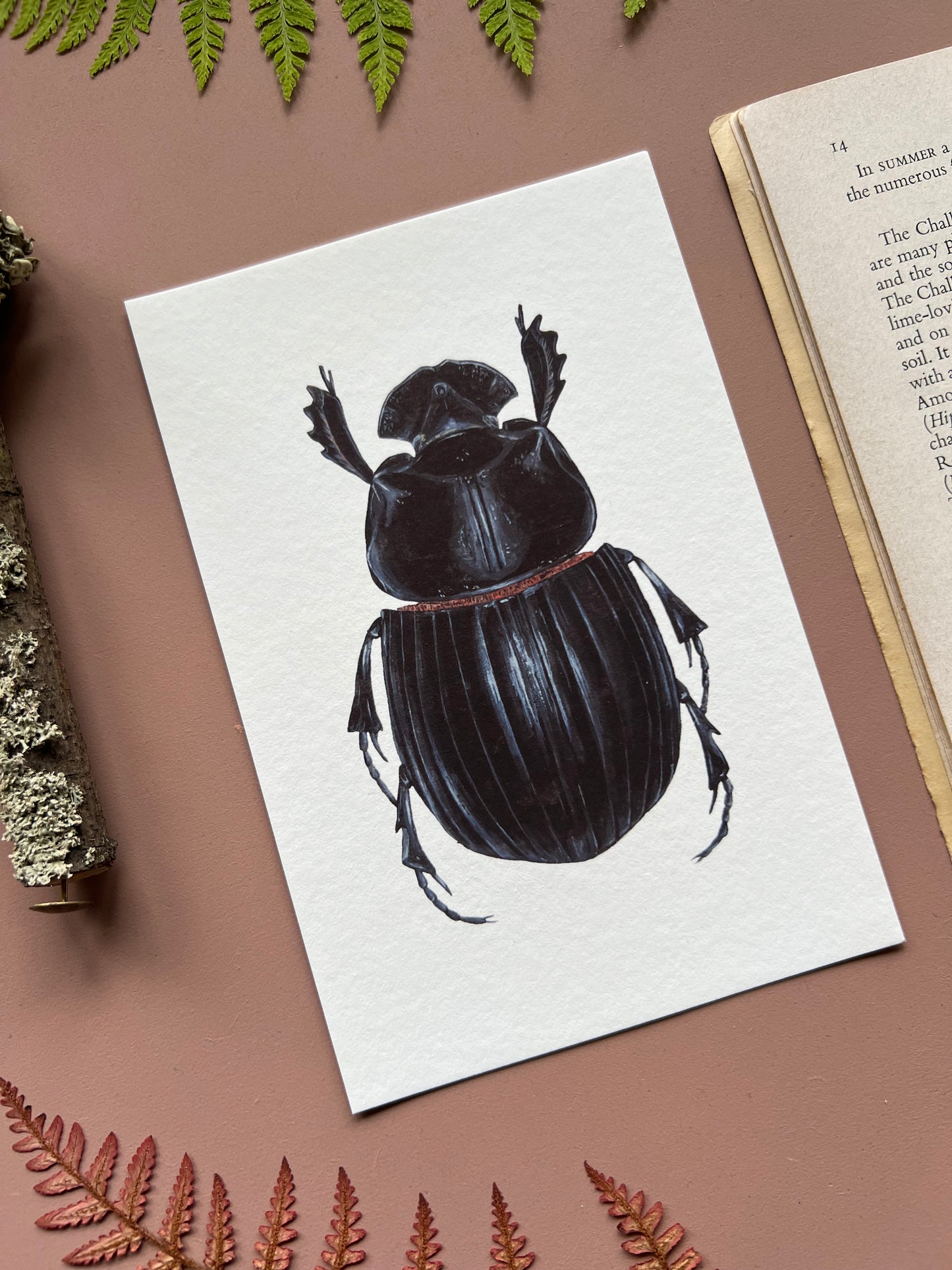 Horned Dung Beetle