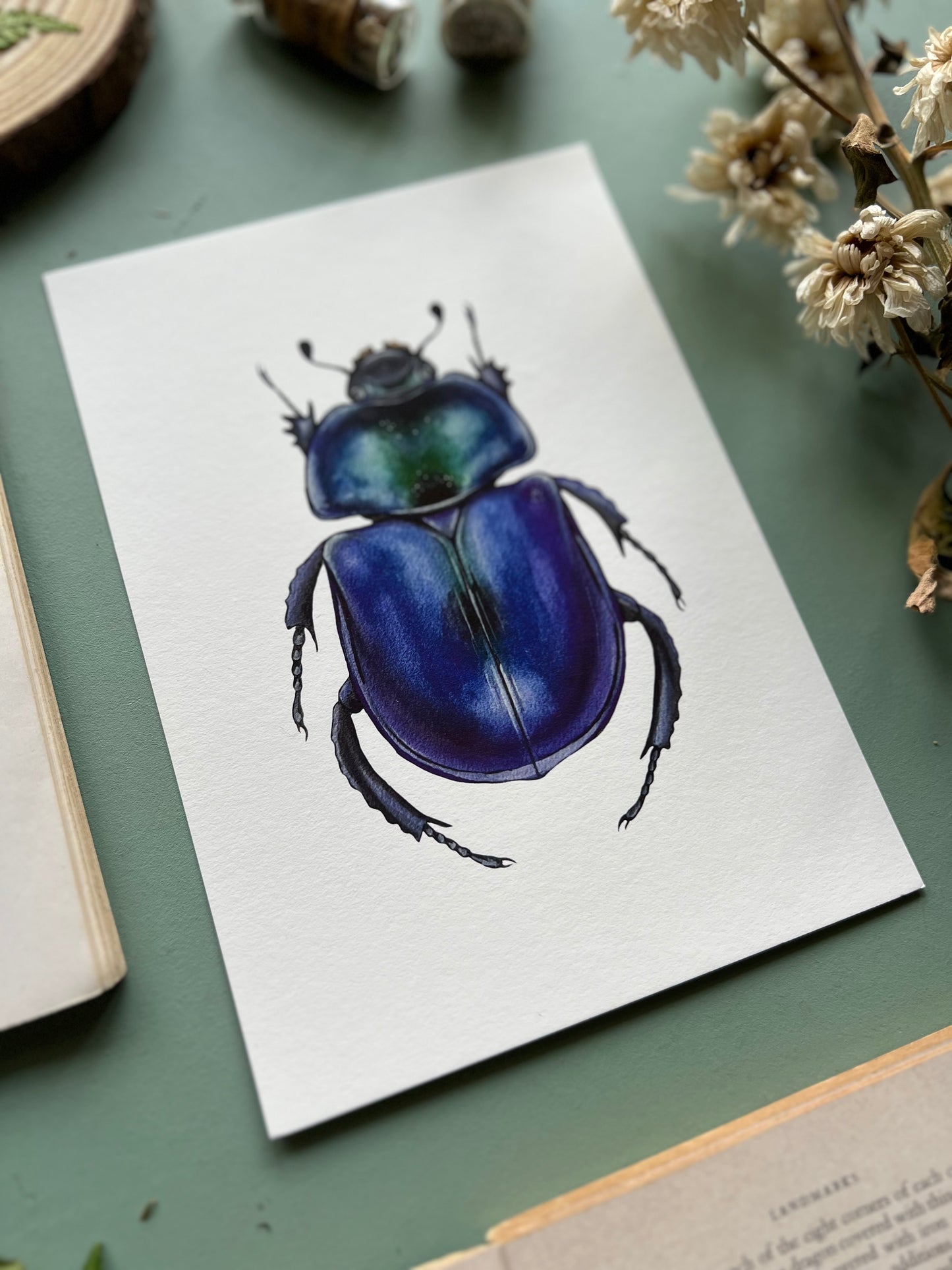 Dor Beetle