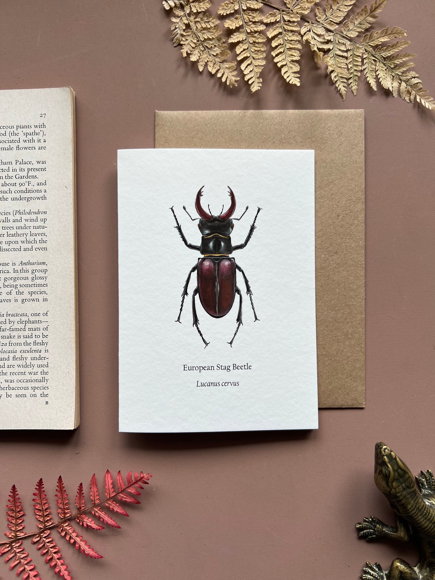 Stag Beetle