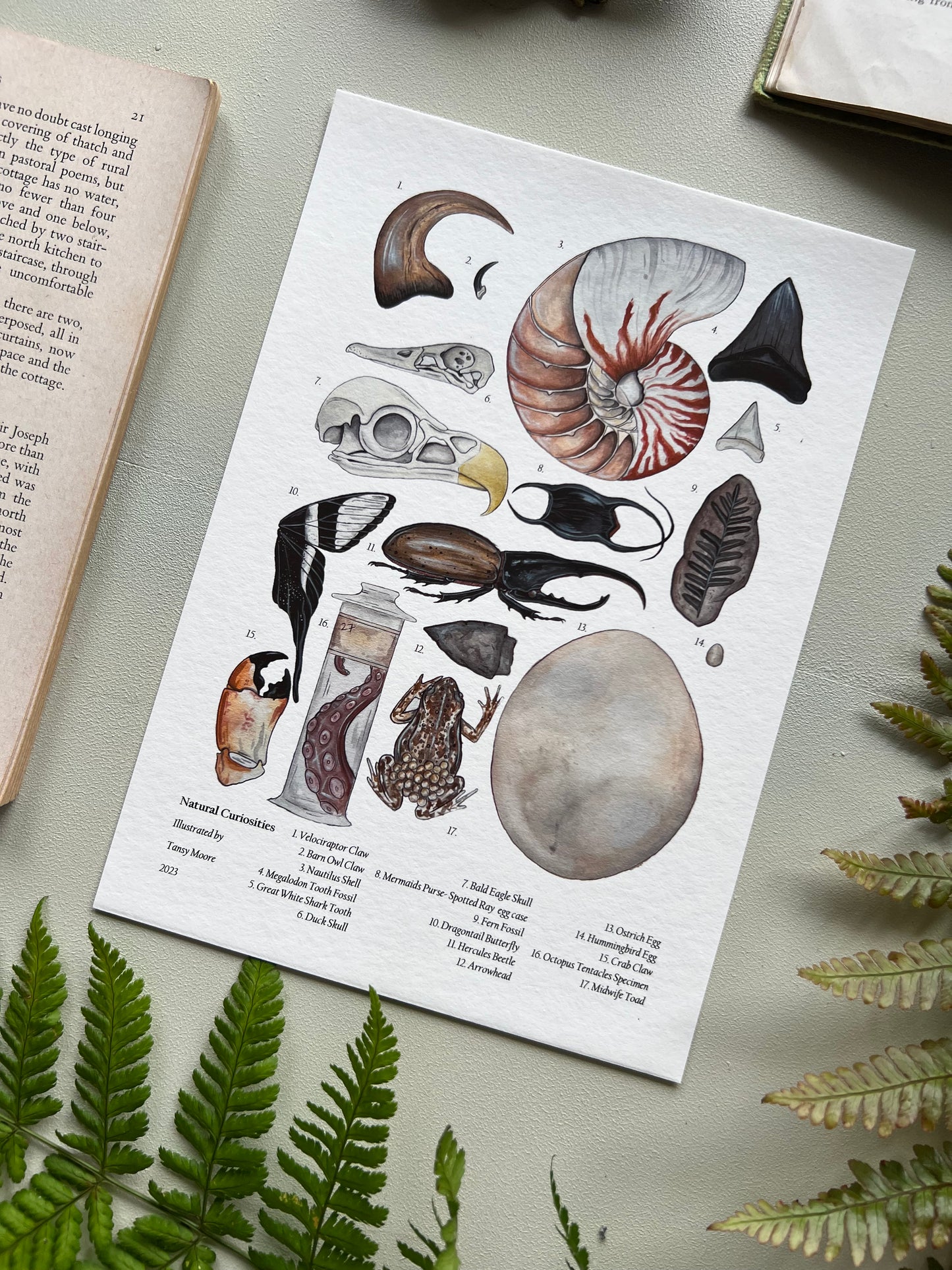 Natural Curiosities Print