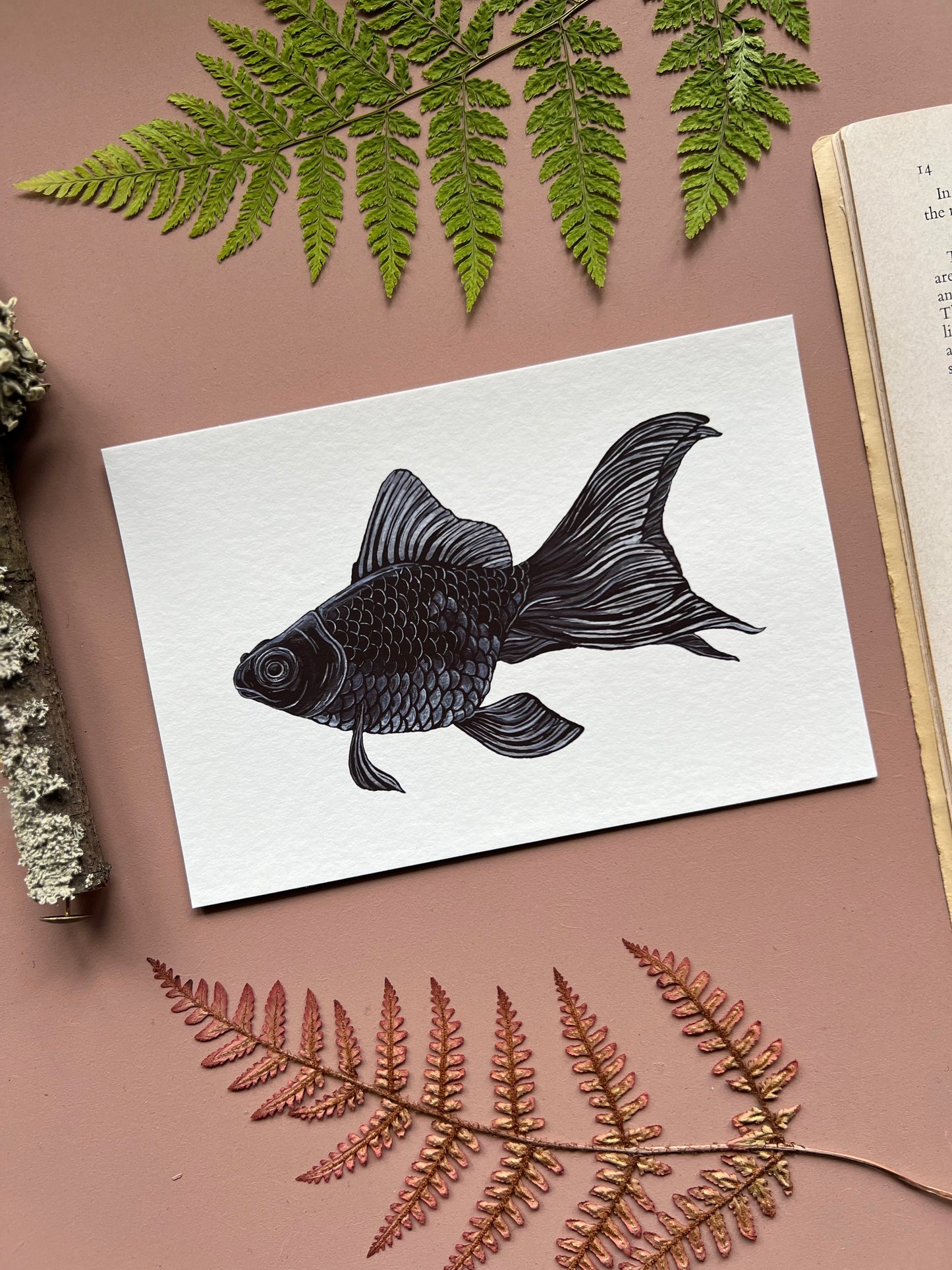 Black Moor Goldfish