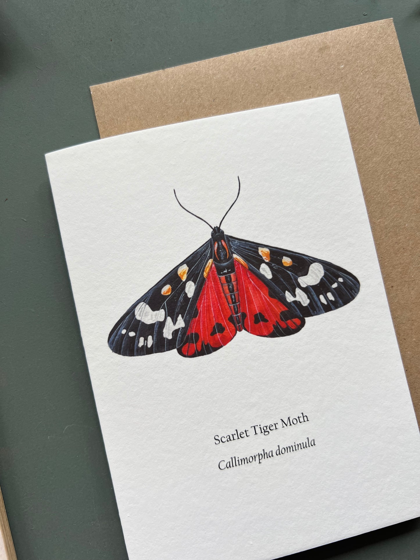 Scarlet Tiger Moth Card