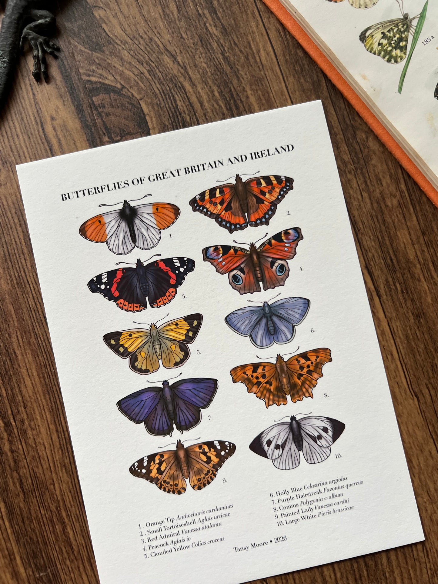Butterflies of Great Britain and Ireland Print