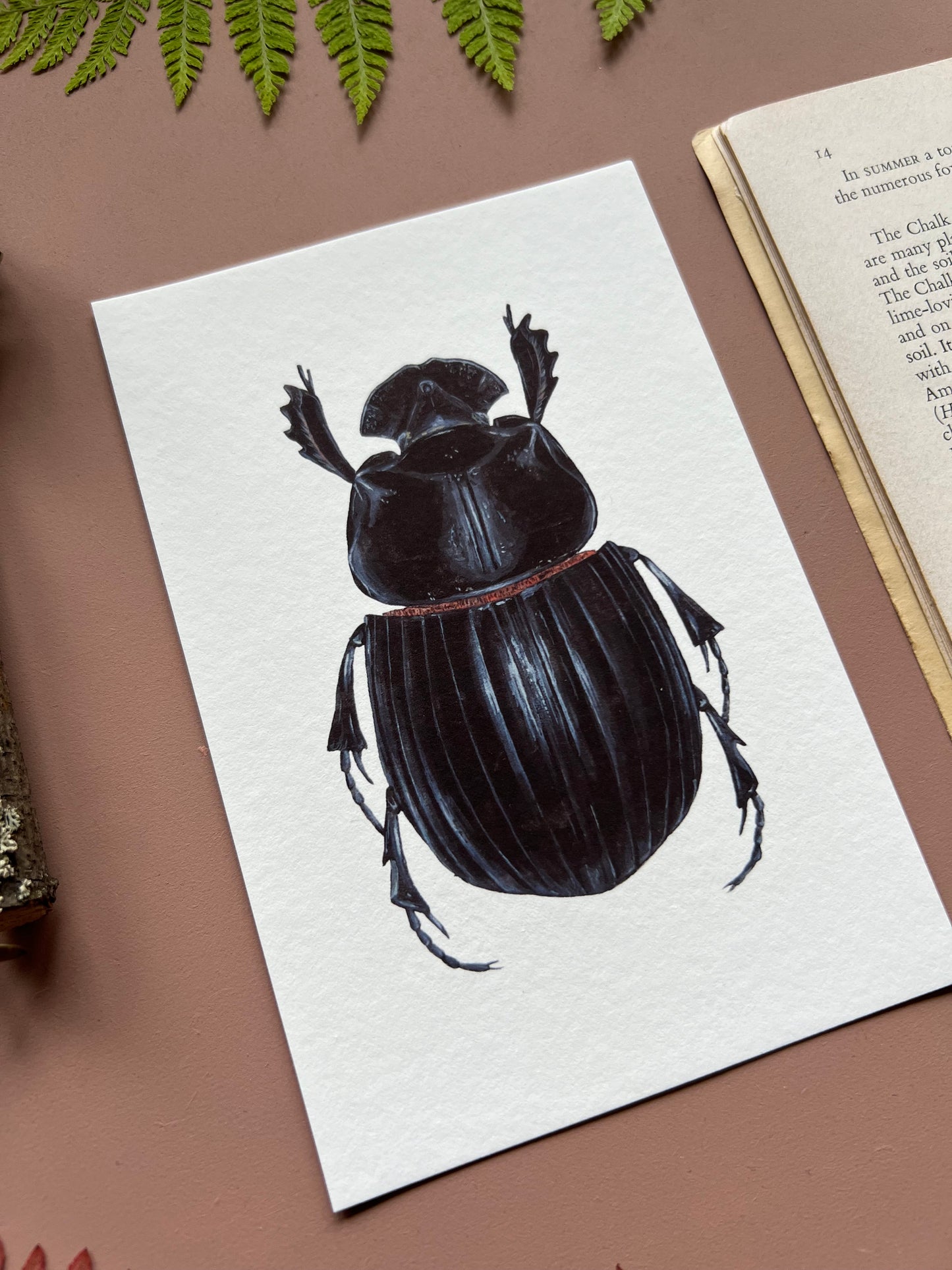 Horned Dung Beetle