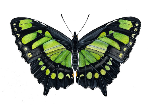 Malachite Butterfly