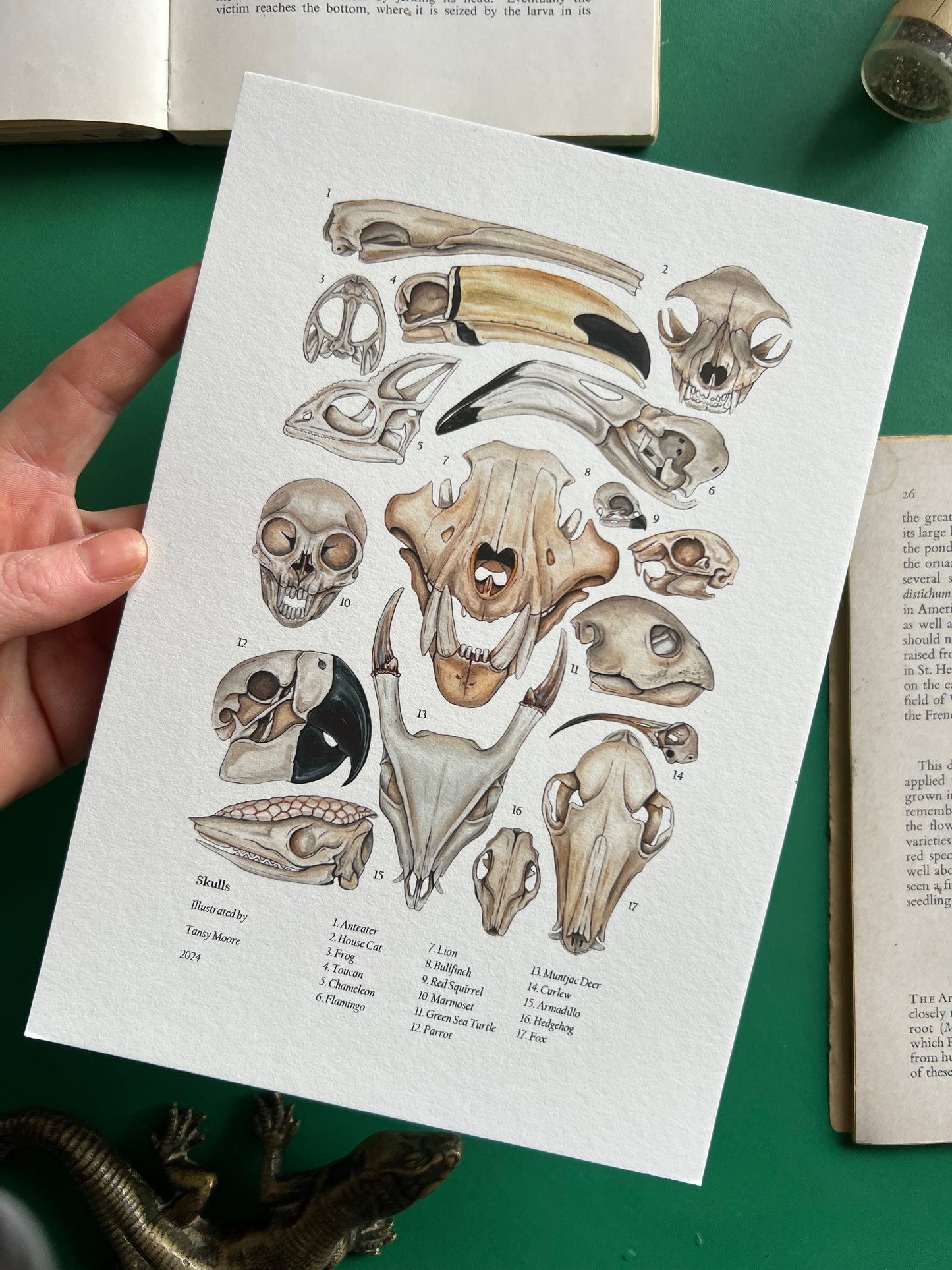 Skulls
