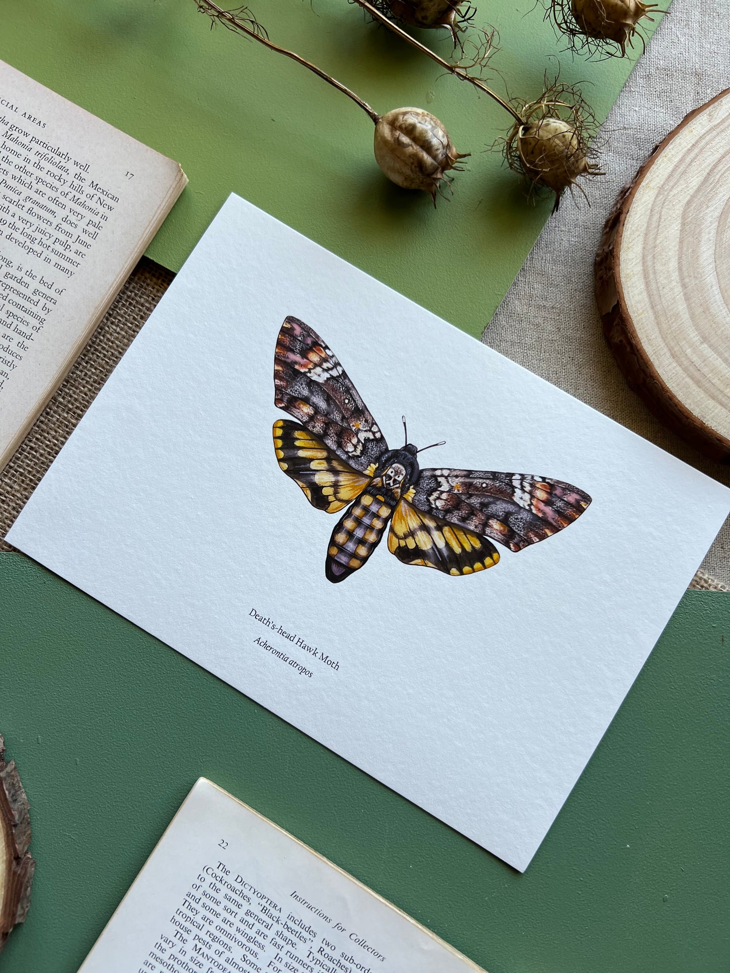 Deaths-head Hawk Moth Print