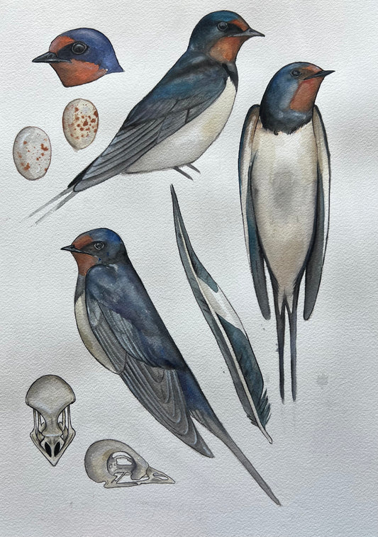 Swallow Study 11.7” x 16.5”