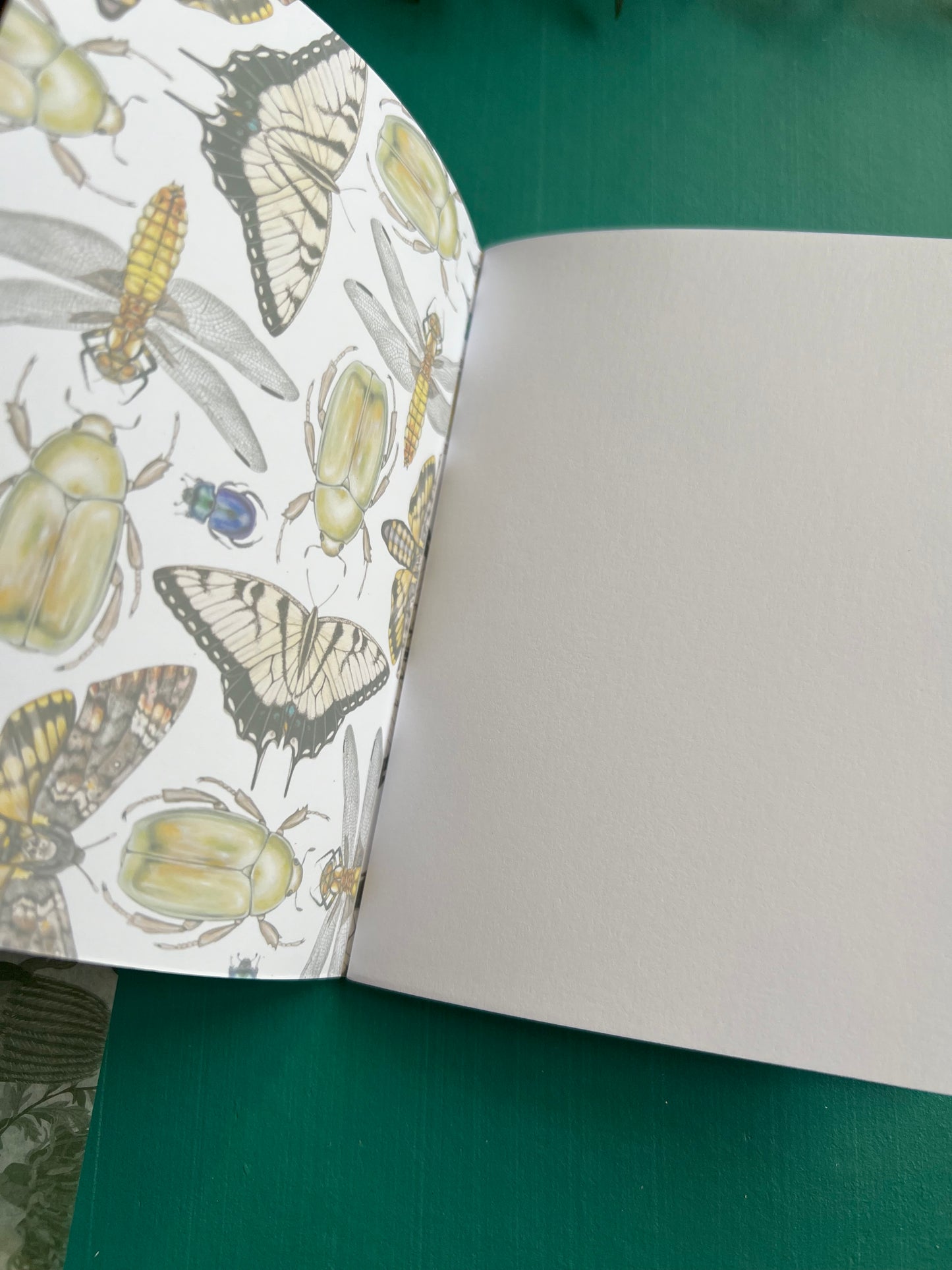 Insects Pocket Notebook