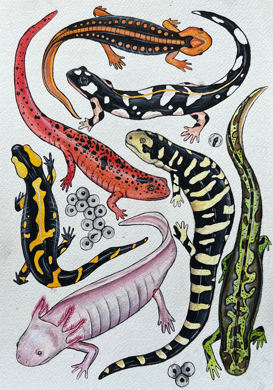 Salamanders 8.3” x 11.7”