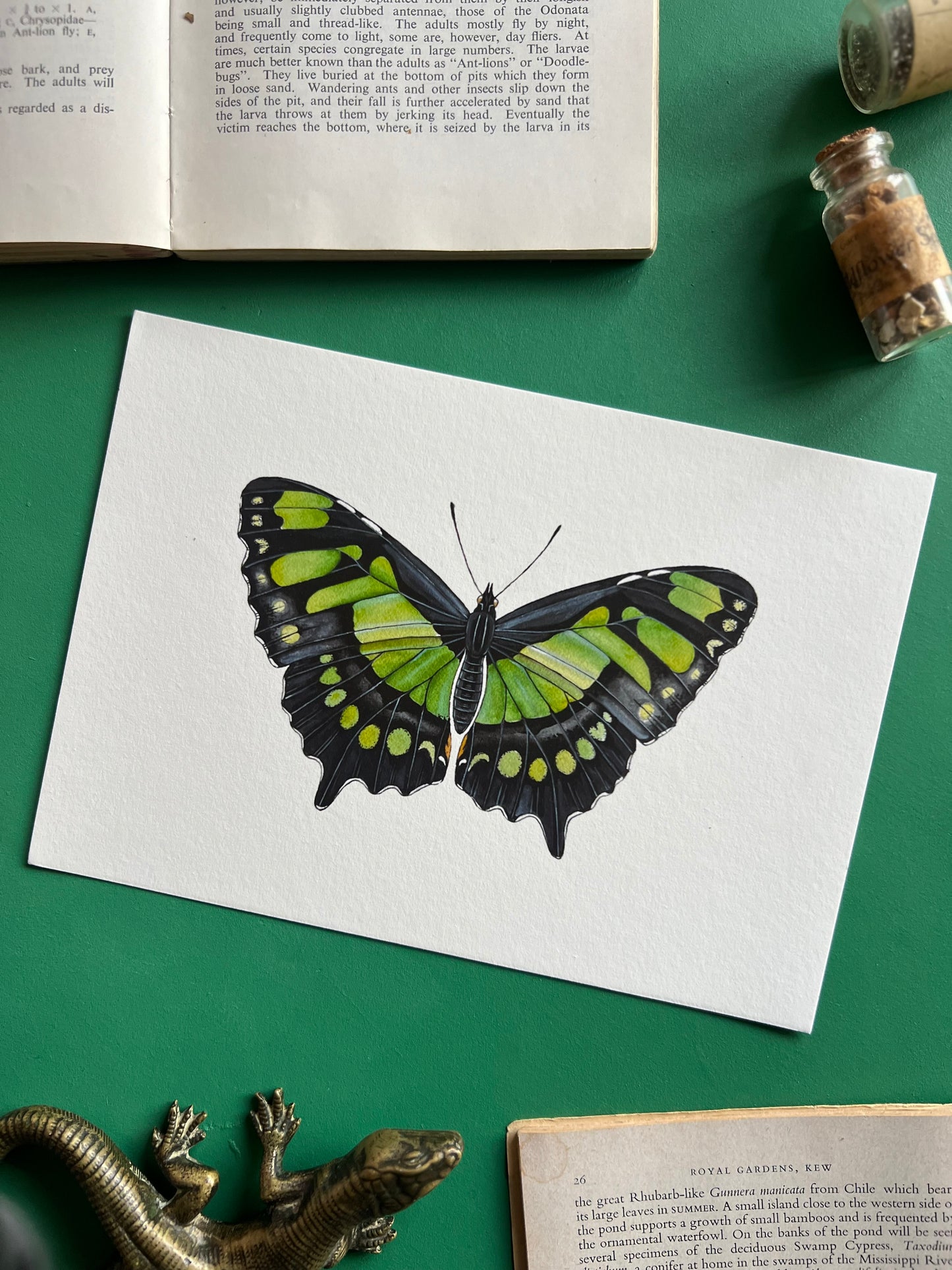 Malachite Butterfly