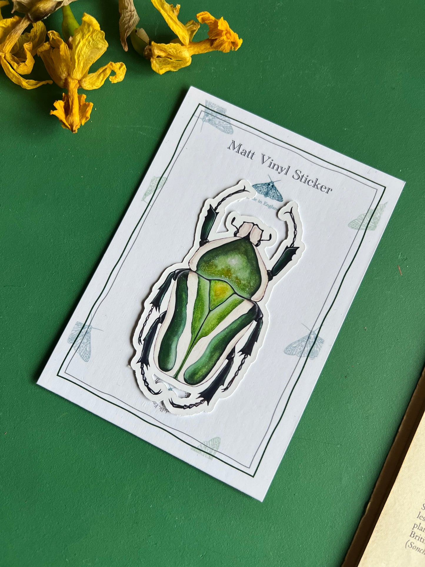 Derby’s Flower Beetle Sticker