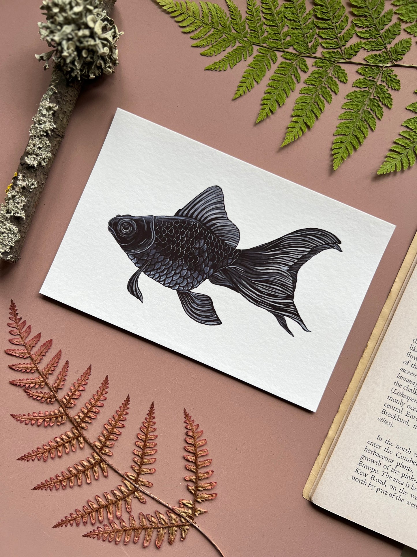 Black Moor Goldfish